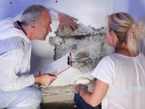 Mold Remediation Tacoma 